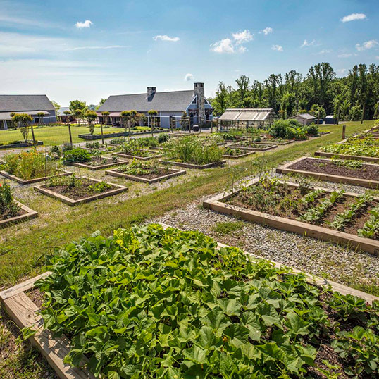 Community Garden